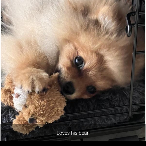 🆕TinyToy4TinyDogs - Picture 3 of 15